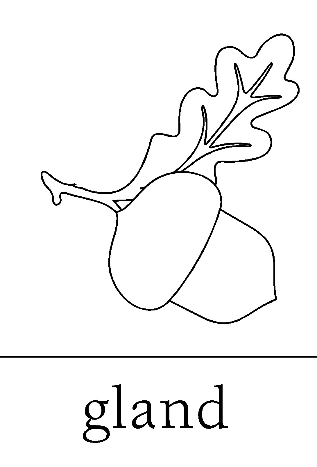 Illustration d'un gland en automne