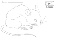 Je repasse au feutre prcisment sur les pointills qui dessinent une souris